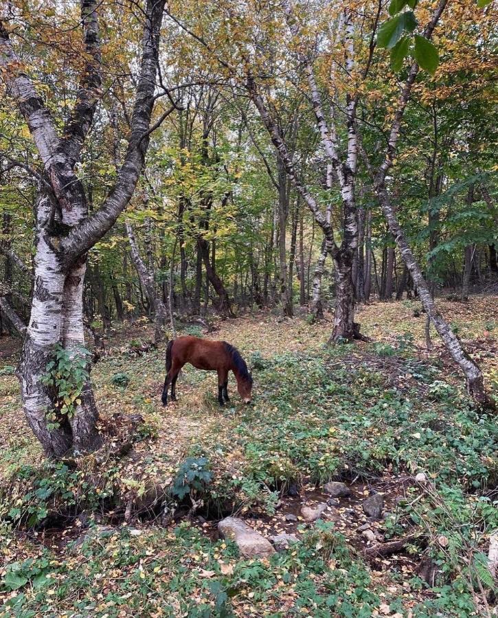 Glamping Wolf Mount Villa Margahovit Dış mekan fotoğraf