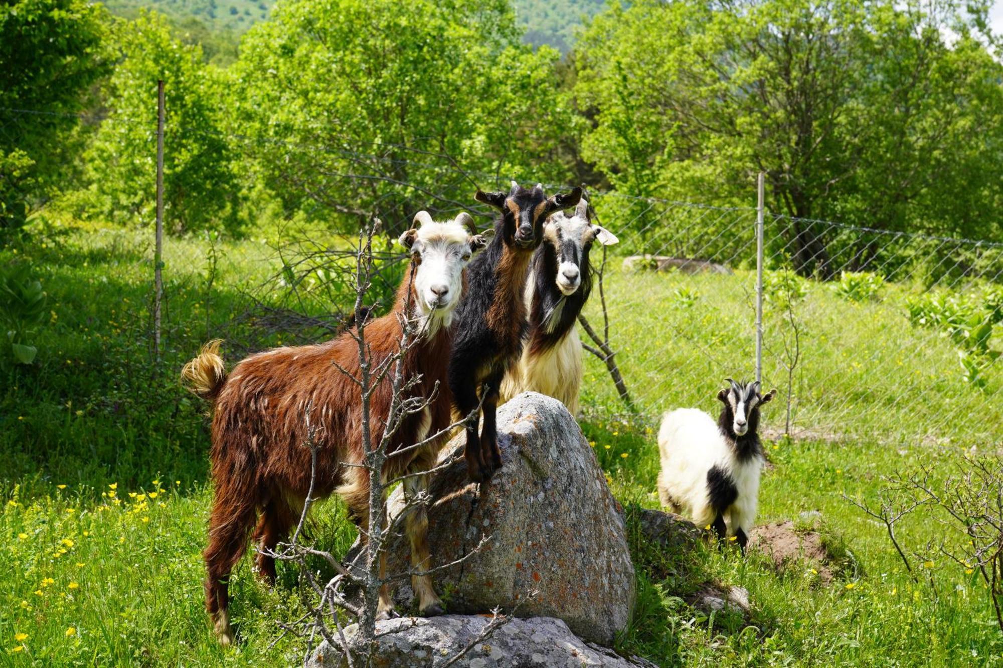 Glamping Wolf Mount Villa Margahovit Dış mekan fotoğraf